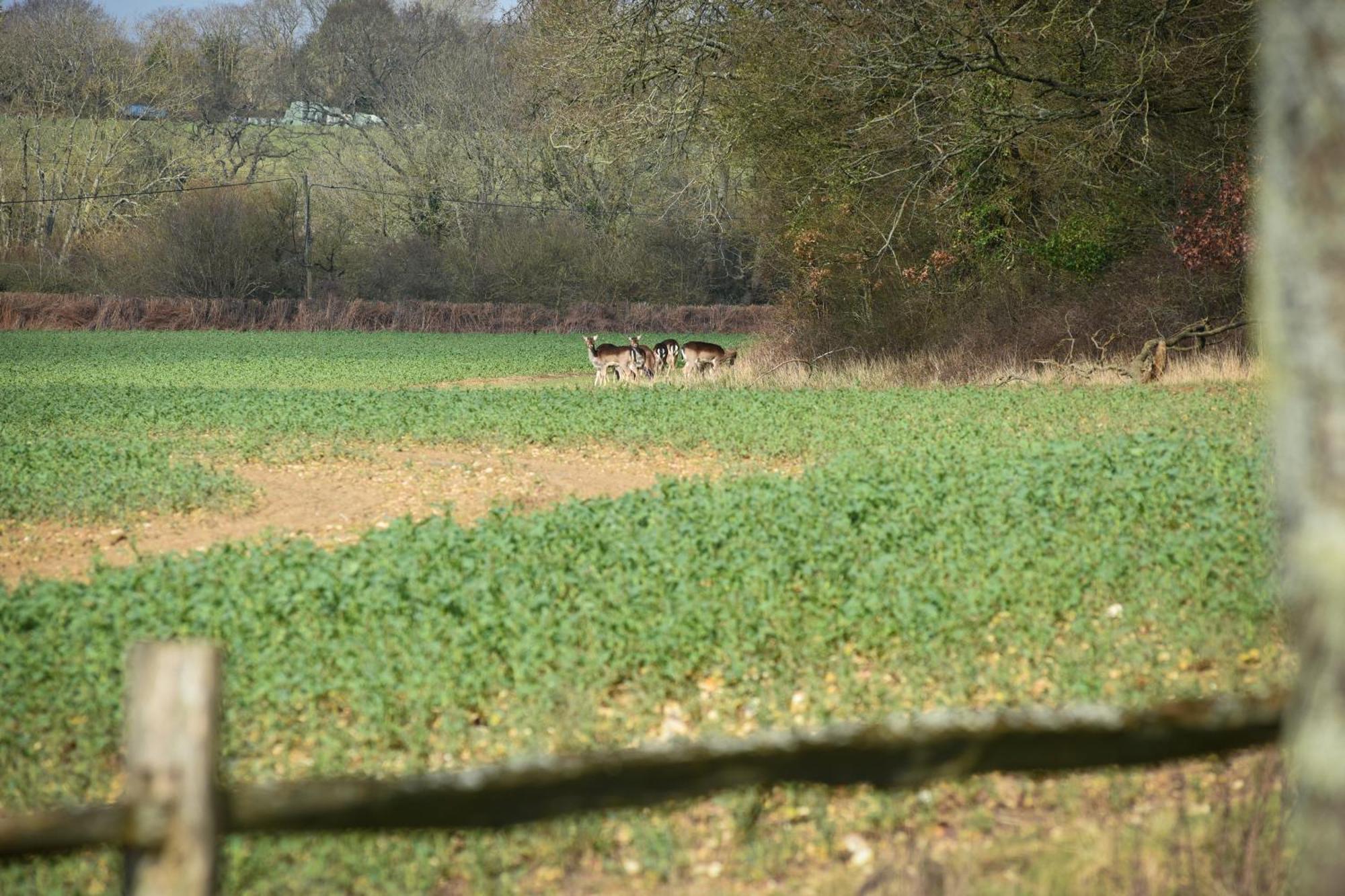 Air Maison - The Cow Shed Wow Factor Countryside Retreat Westbourne (Hampshire) Exterior foto